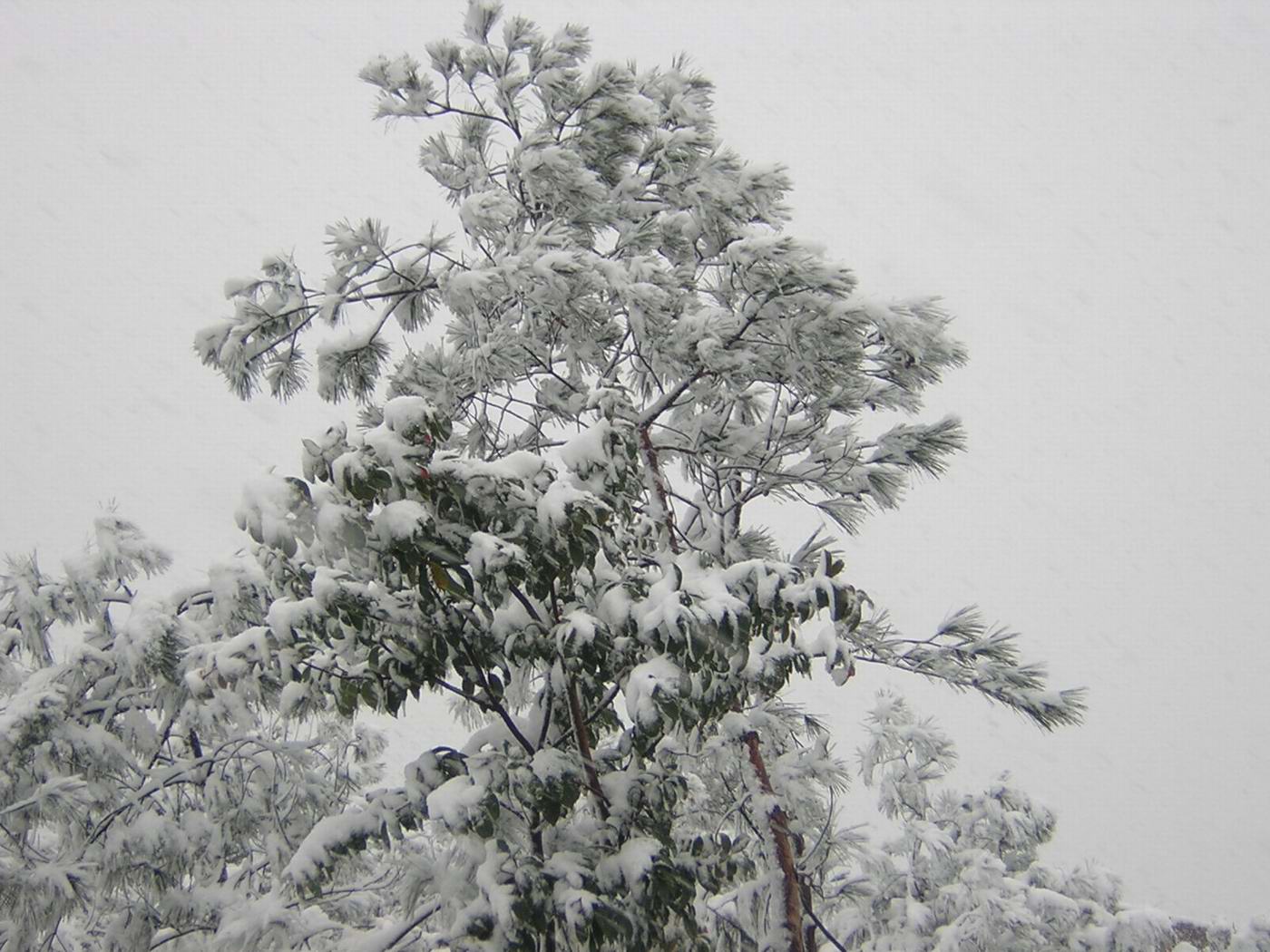 迟到的雪景.............(2004.12.28)