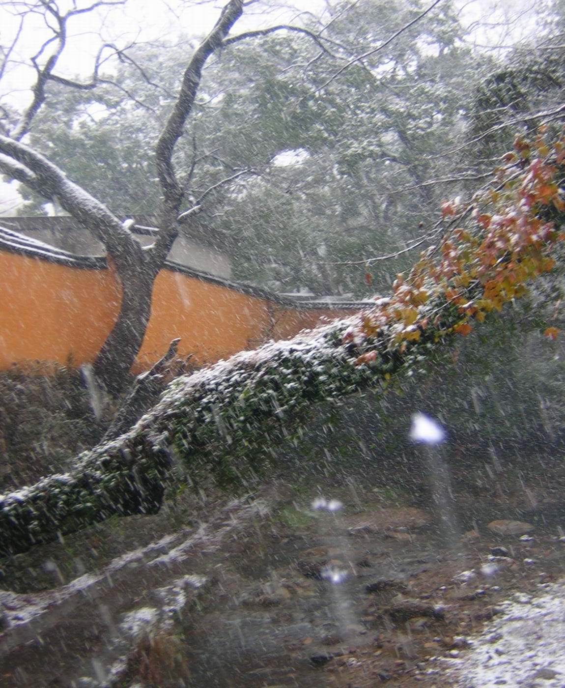迟到的雪景.............(2004.12.28)