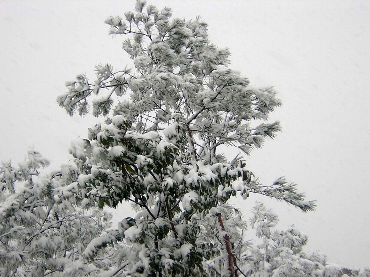 迟到的雪景.............(2004.12.28)