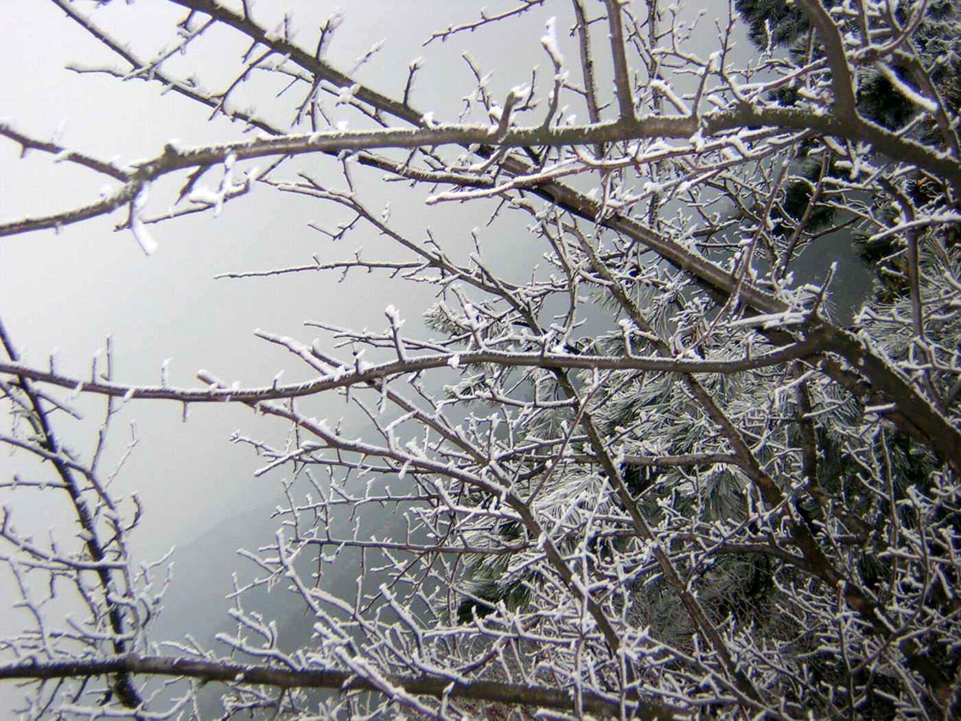 华顶的雪还没有融化!2005.1.8