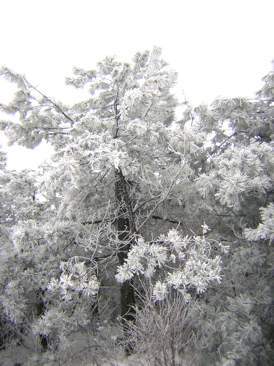 华顶的雪还没有融化!2005.1.8