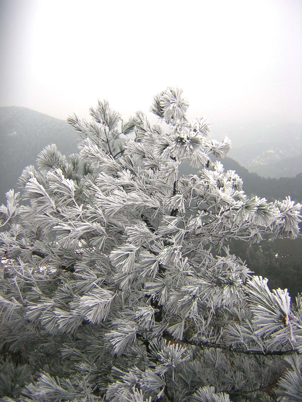 华顶的雪还没有融化!2005.1.8