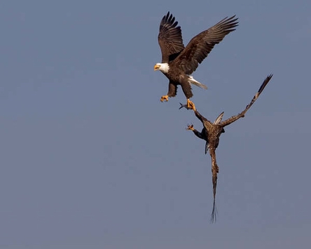 [分享]轉貼空中两鳥相争一條魚骛險镜头[白头翁与鷹