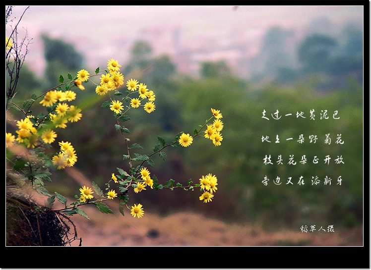 野菊花（组图）