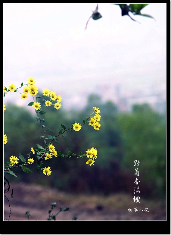 野菊花（组图）