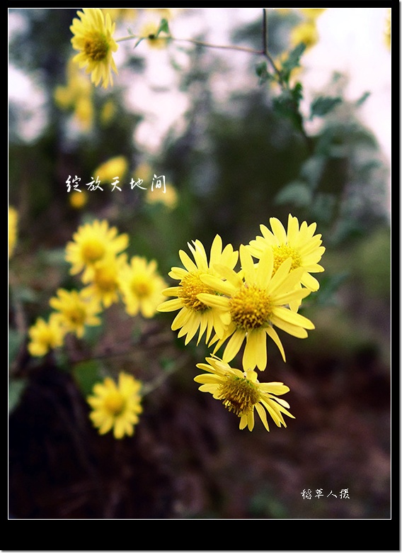 野菊花（组图）