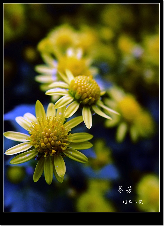 野菊花（组图）