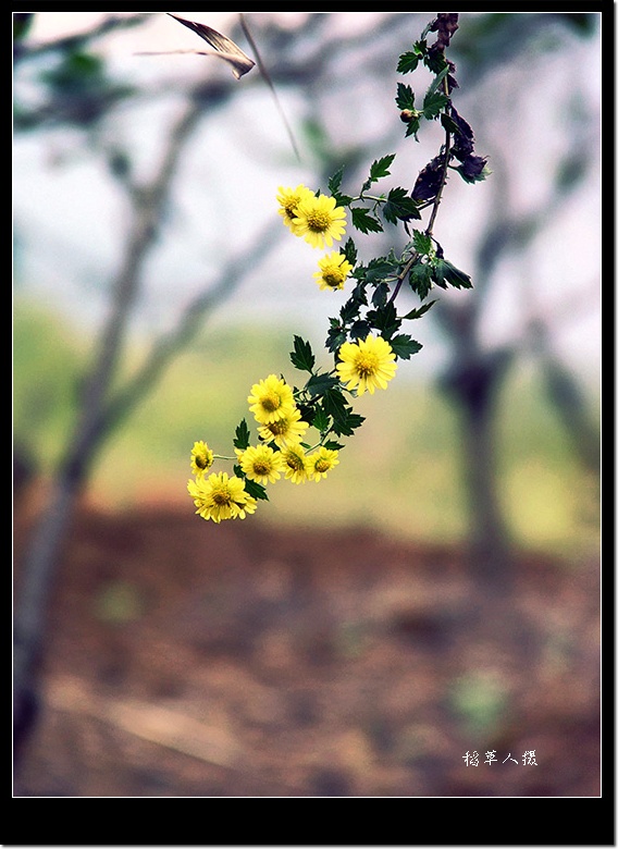 野菊花（组图）