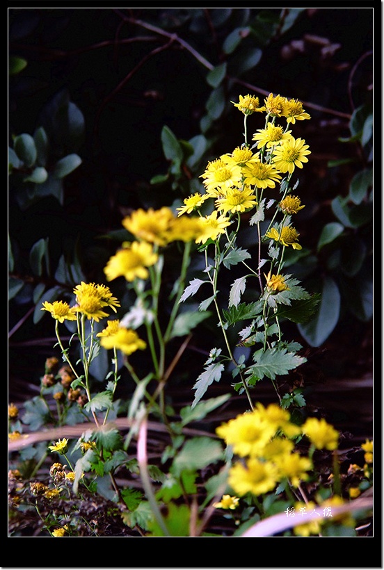野菊花（组图）
