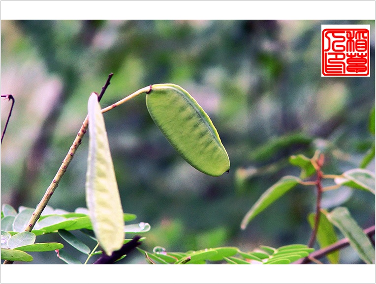 雨后(组图)