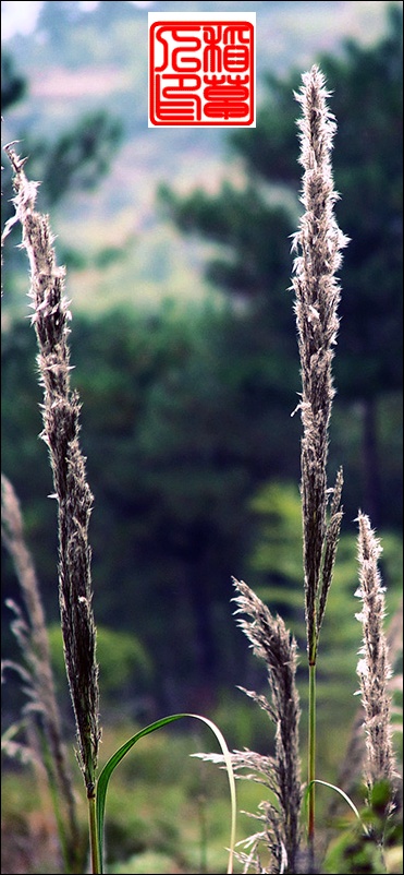 雨后(组图)