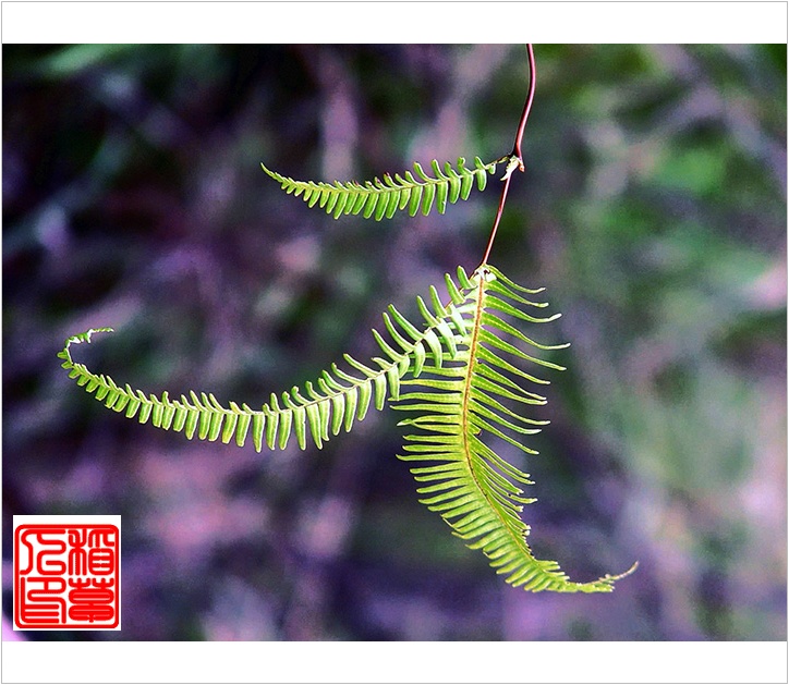 雨后(组图)
