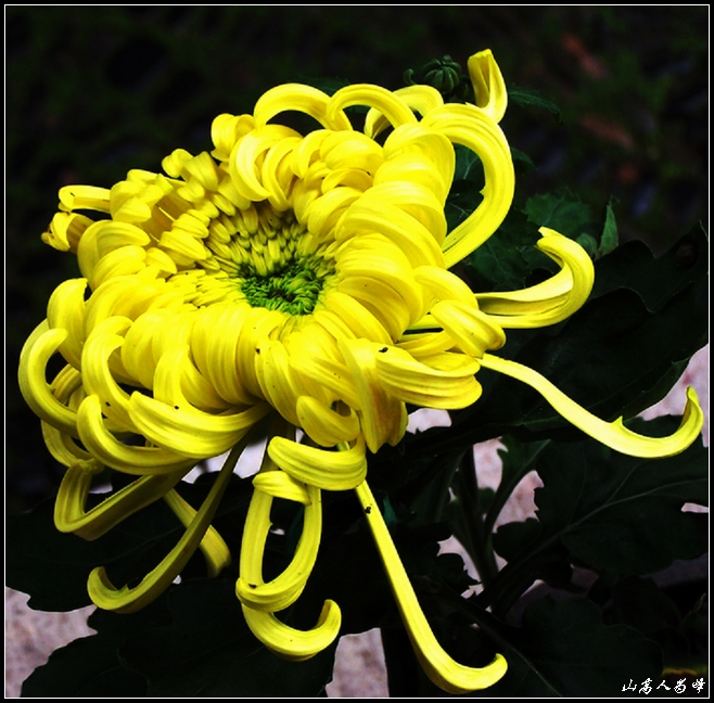 秋菊