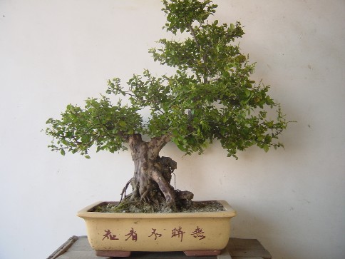 我眼中的龙穿峡景区