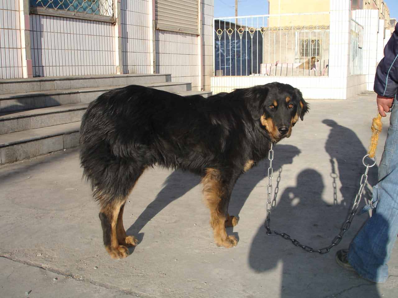 大伙看看我家的小藏犬