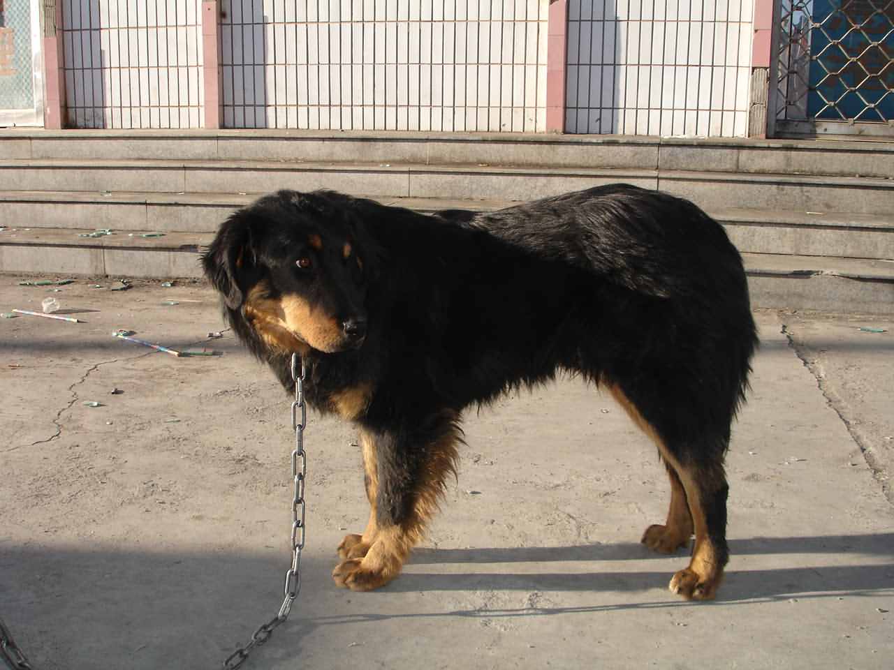 大伙看看我家的小藏犬