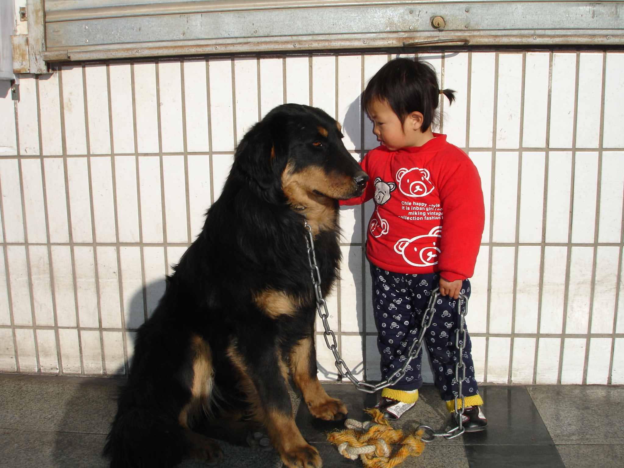 大伙看看我家的小藏犬