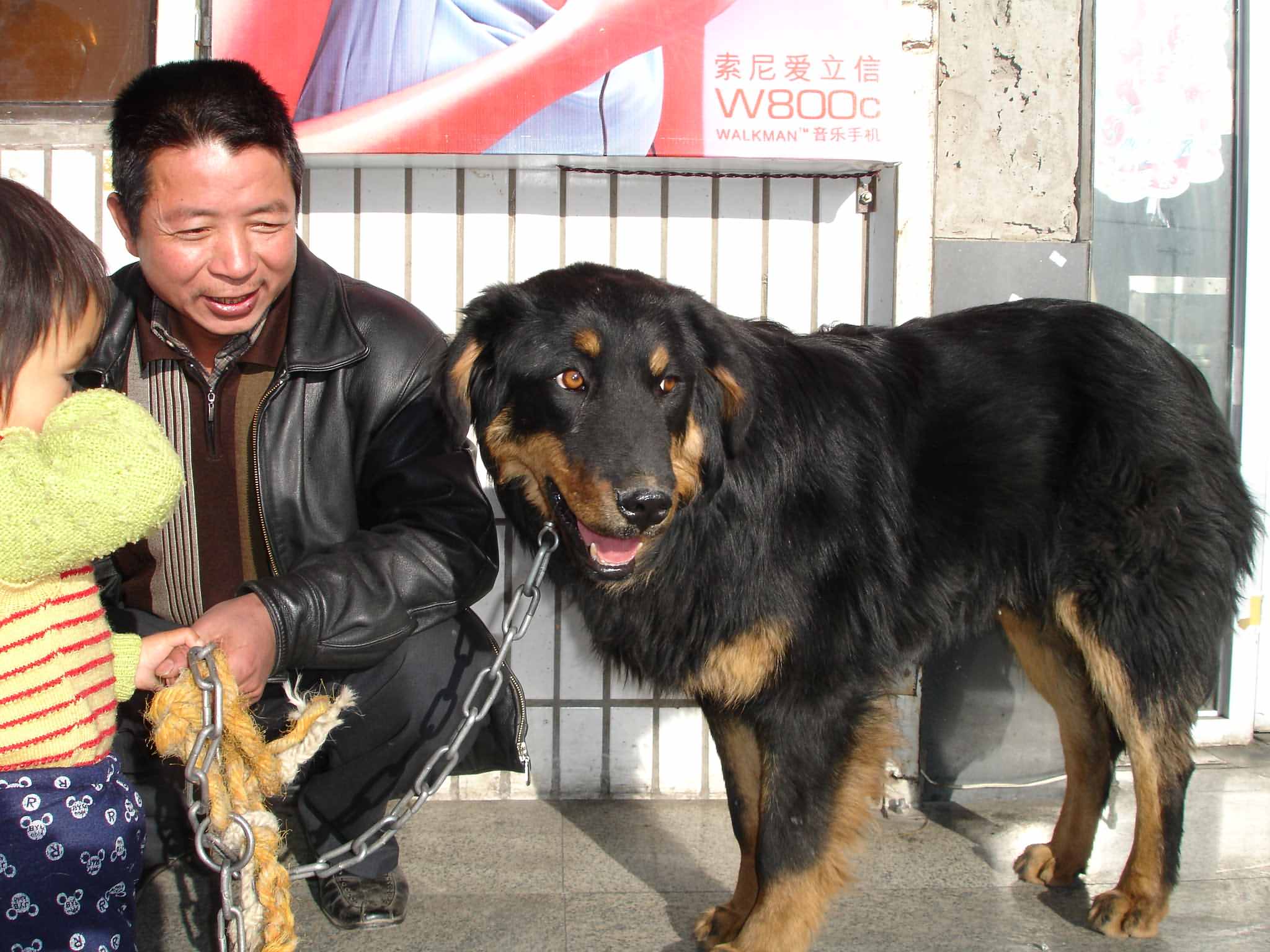大伙看看我家的小藏犬