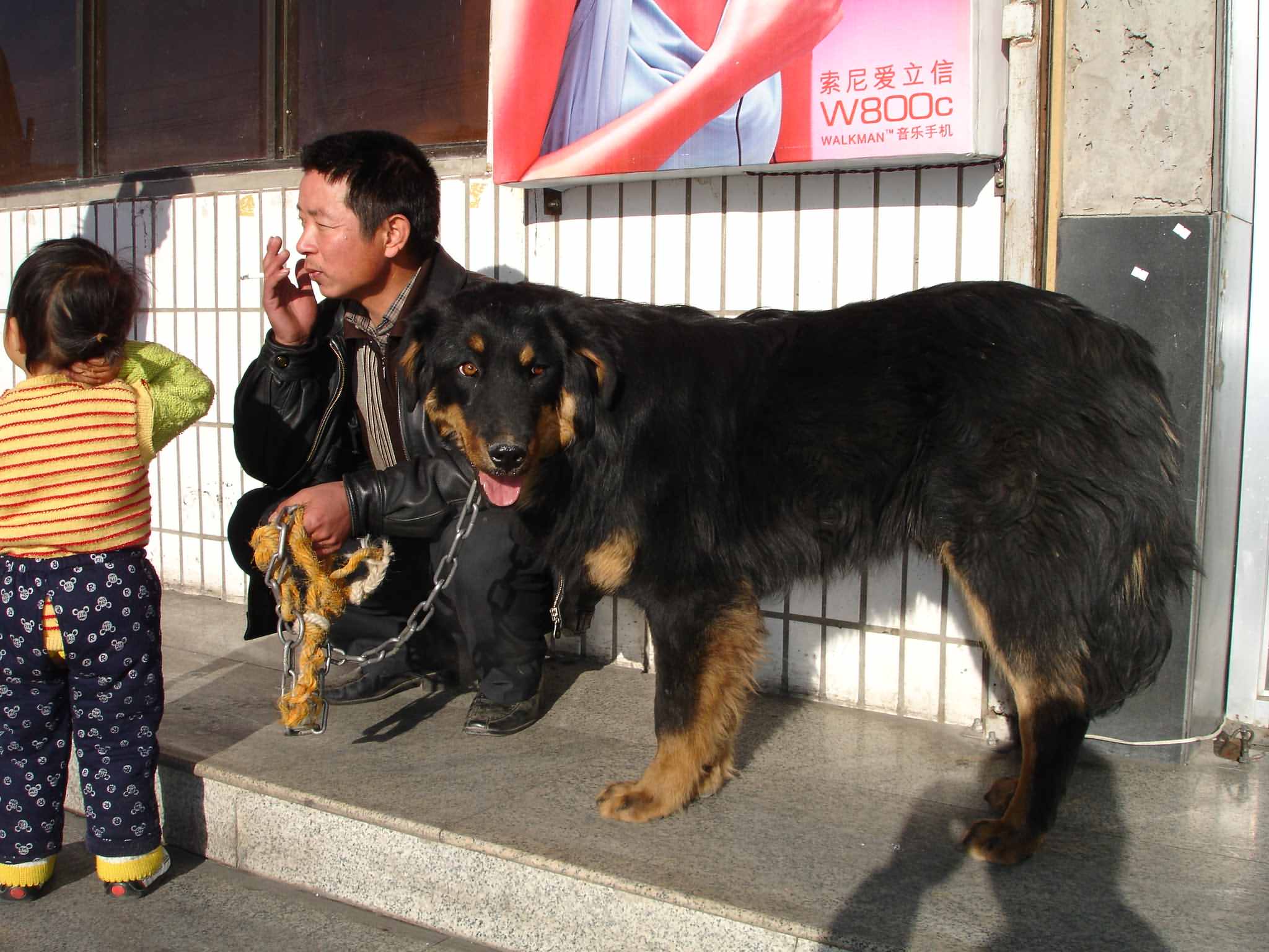 大伙看看我家的小藏犬