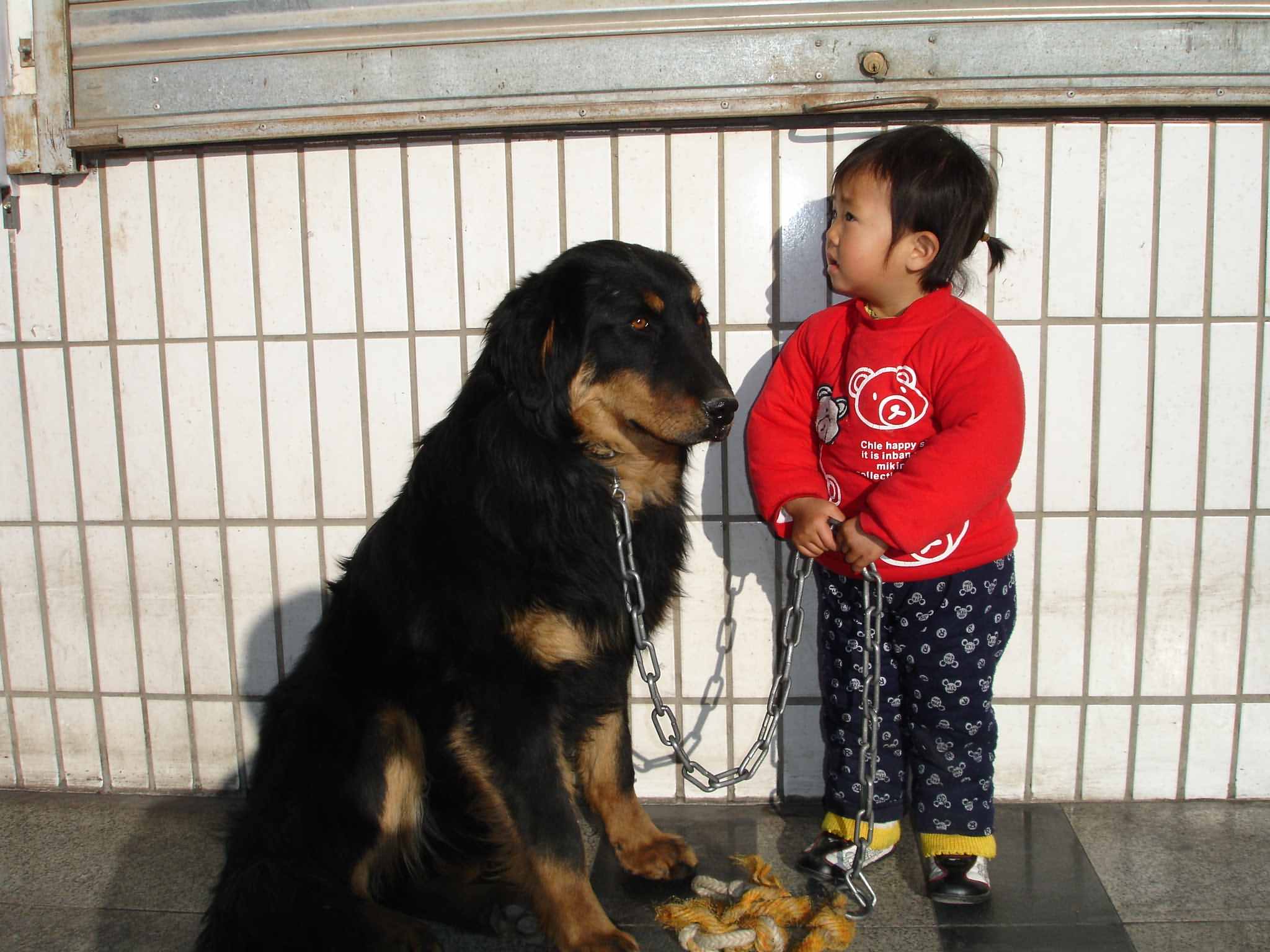 大伙看看我家的小藏犬