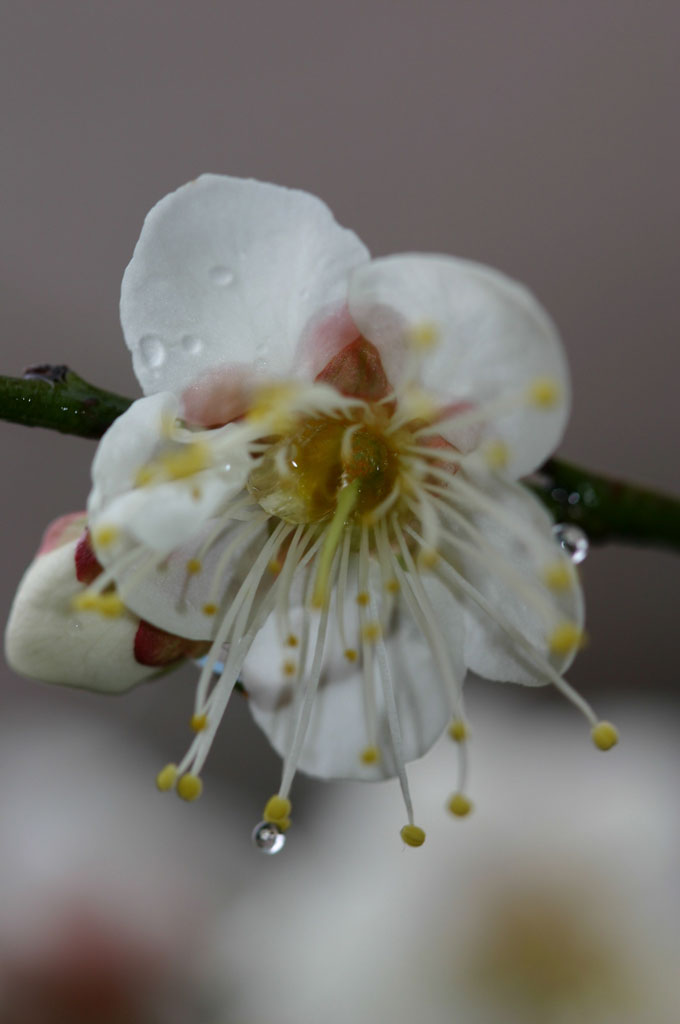 雨后的残梅