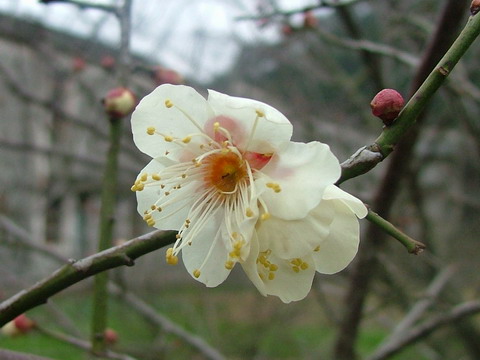 梅花2