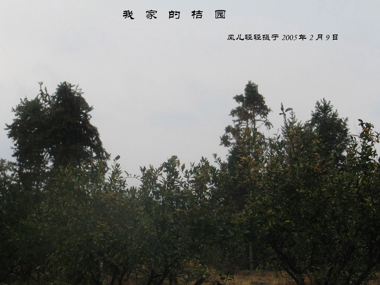 我家的桔园