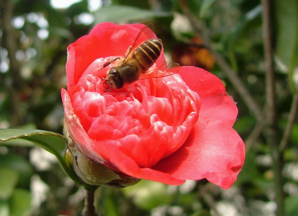 花-蜜蜂