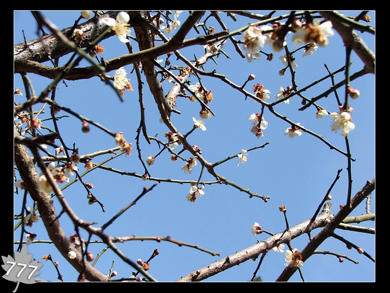 05.3.13塔头寺乱拍