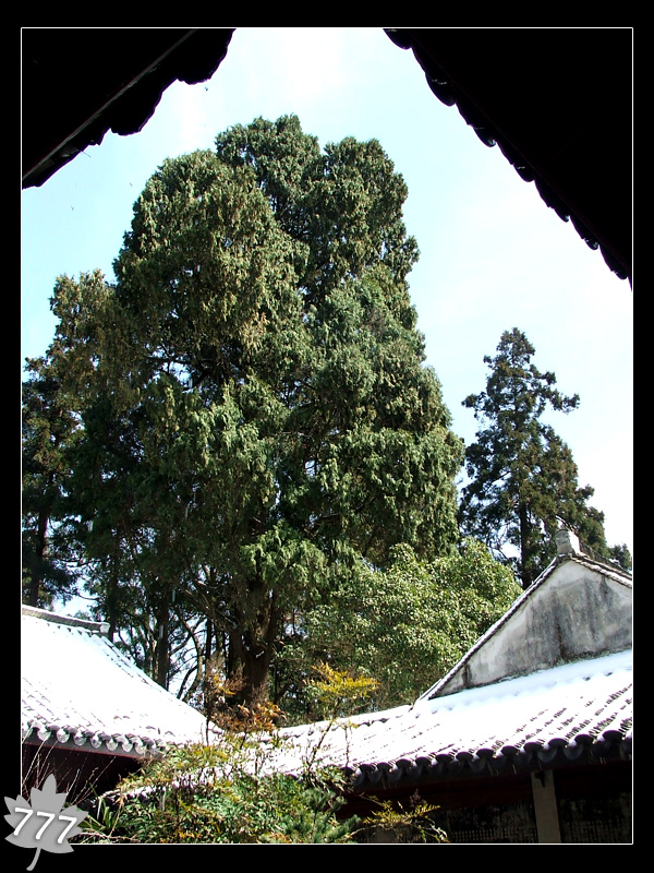 05.3.13塔头寺乱拍