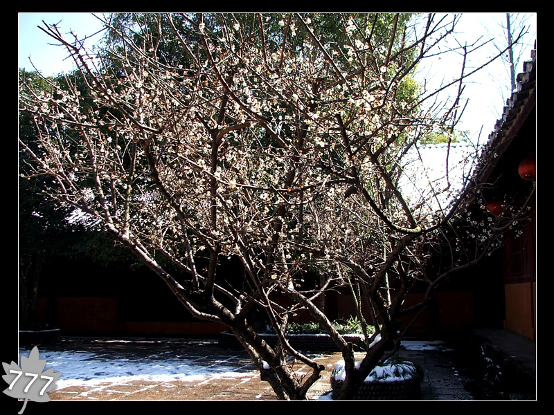 05.3.13塔头寺乱拍