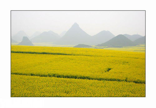 ZT云南罗平：灿灿油菜花开在春天里(图集)