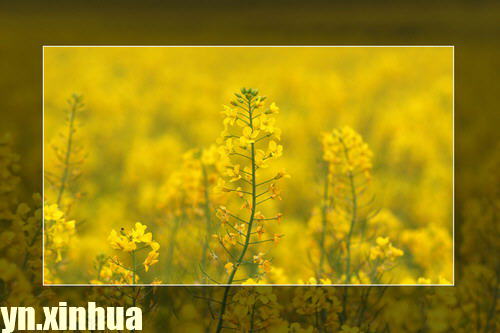 ZT云南罗平：灿灿油菜花开在春天里(图集)