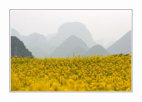 ZT云南罗平：灿灿油菜花开在春天里(图集)