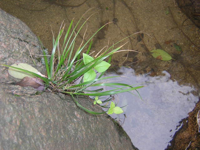 暴走桃源春晓