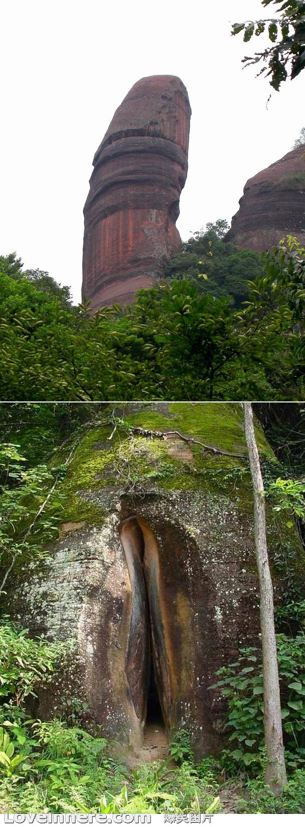 世界上最大的*器官