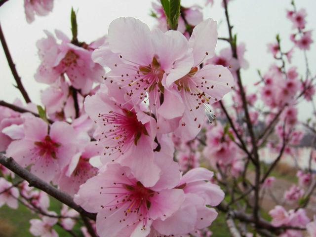 看看这儿的油菜花