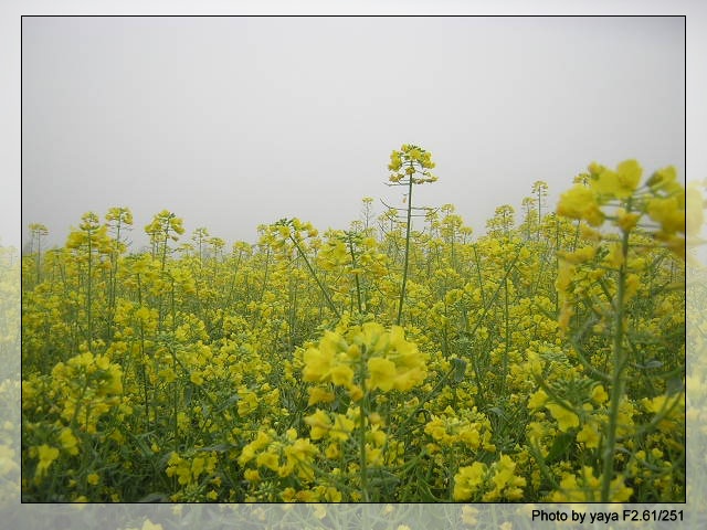 4月7日清晨    星期四     有雾    油菜花
