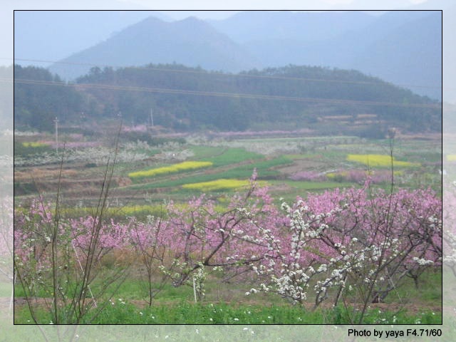 一路日暮梨花