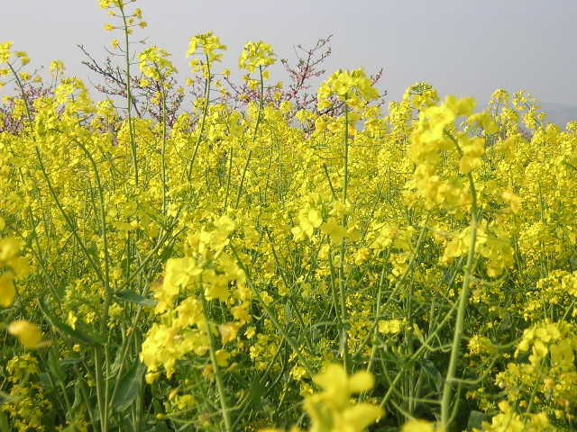 4月7日清晨    星期四     有雾    油菜花