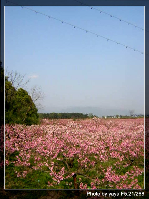 择春而赏之