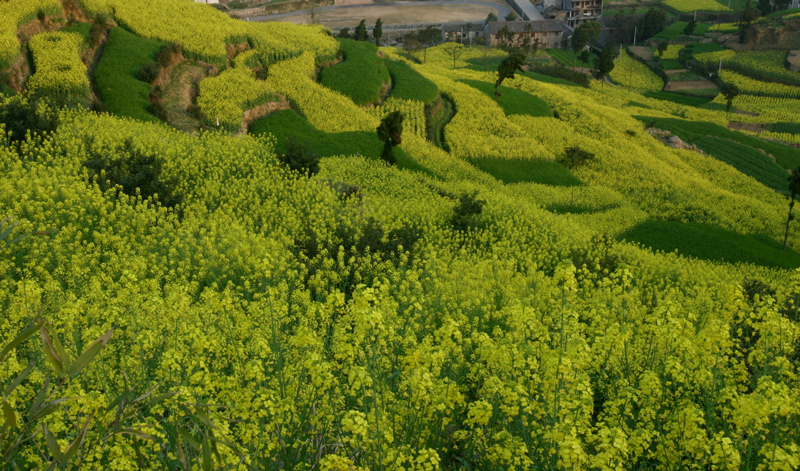 [原创]南山的油菜花