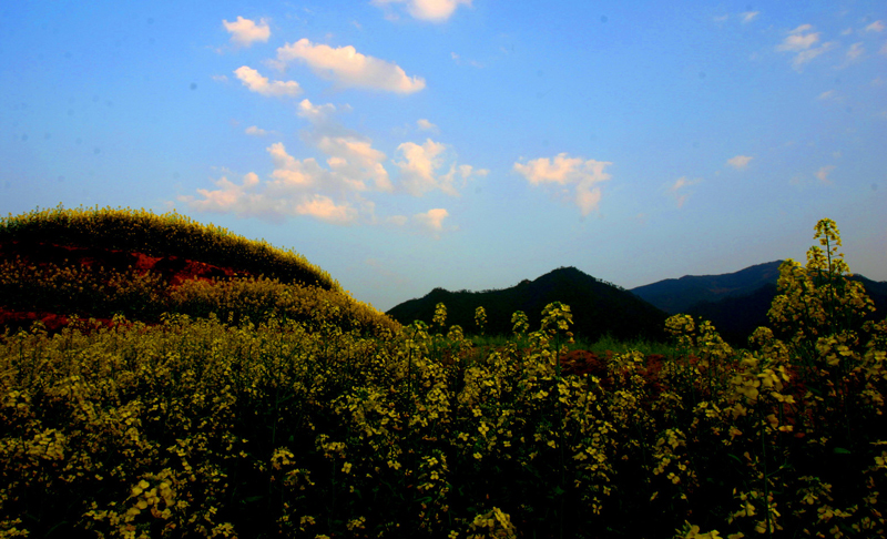 [原创]南山的油菜花