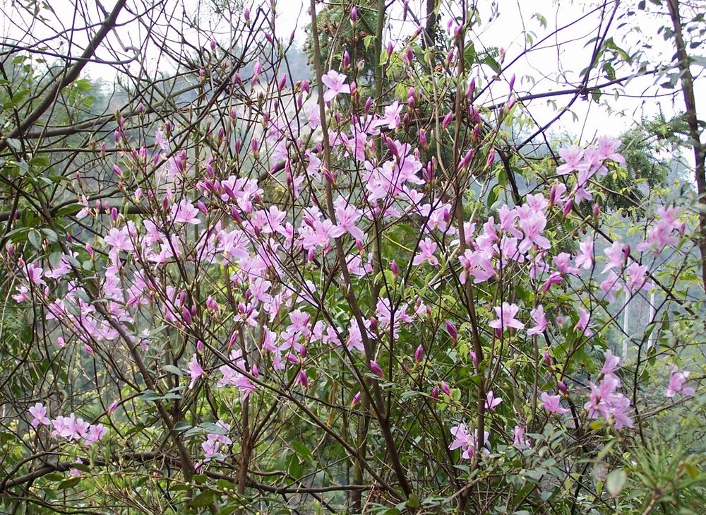 寒山湖天柱龙溪之行