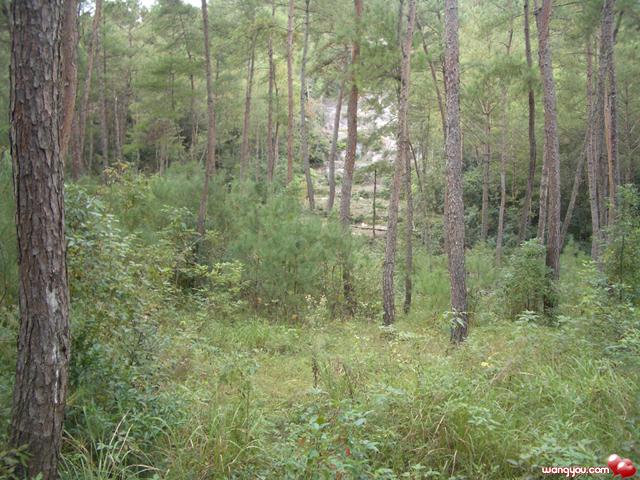 中国最大的户外运动基地《绿地生态野营基地》部分图片