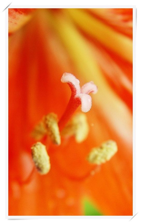 花心（微距一组）
