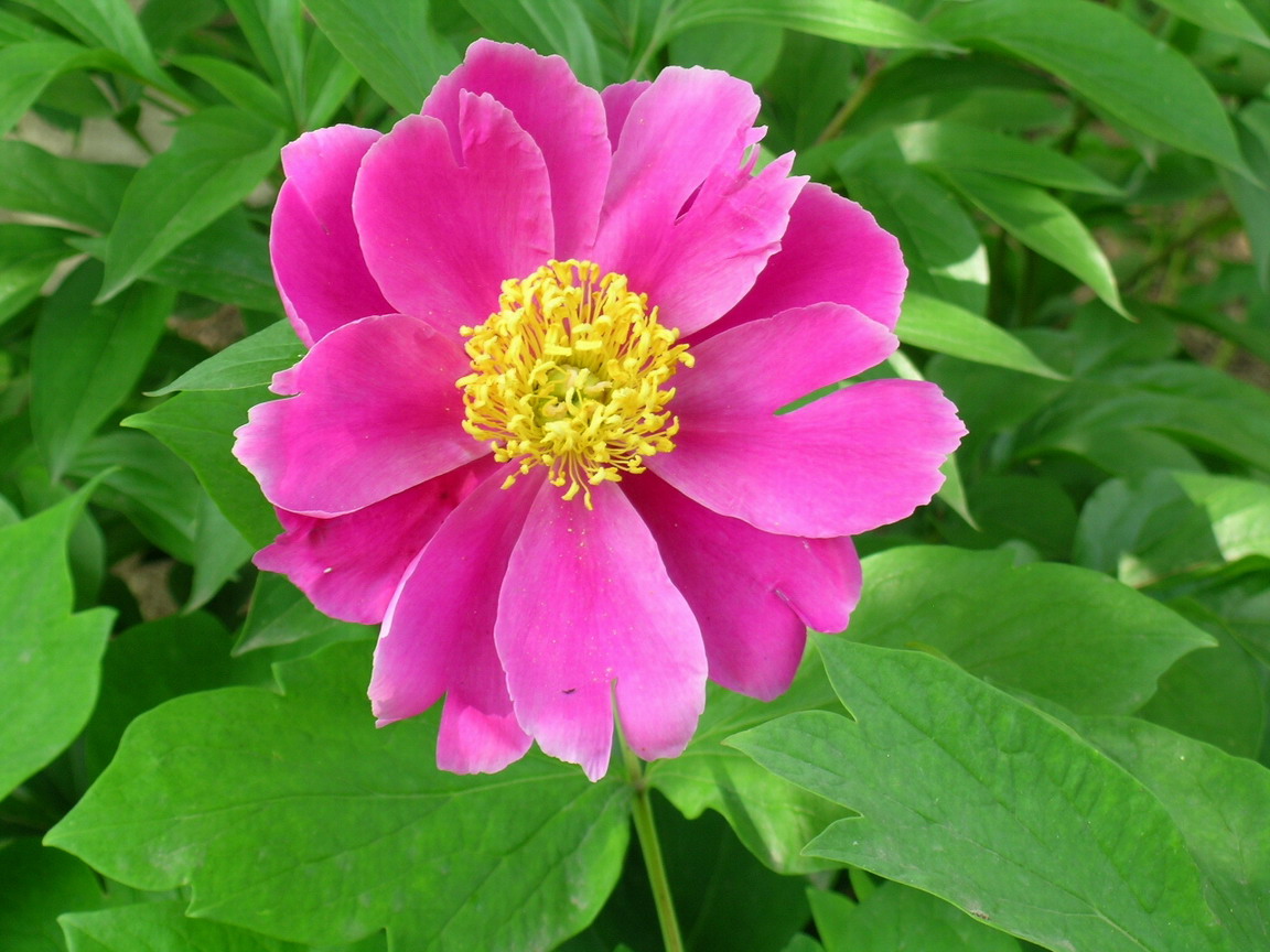 惟有牡丹真国色，晚春时节竞芳菲