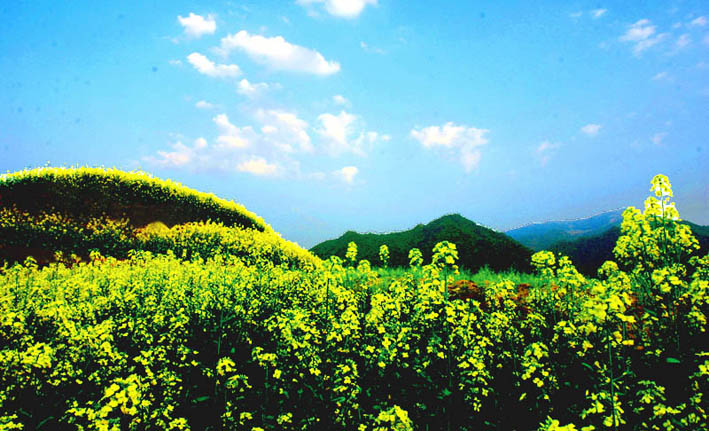 [原创]南山的油菜花