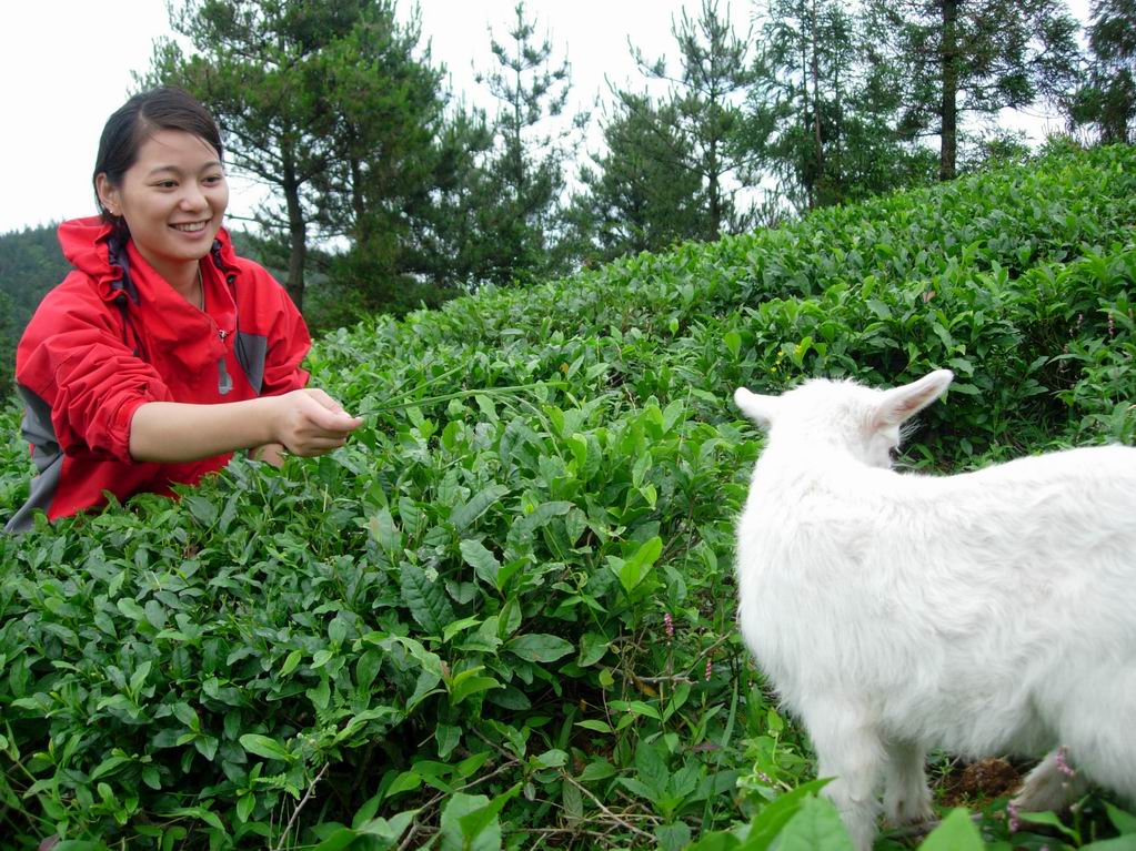 2005．6．11-12苍山顶之行的PP之二，