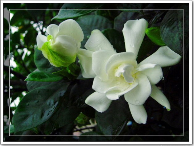 栀子花开